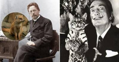 Как у Чехова появился мангуст, зачем Дали завёл кошку весом 16 кг и другие истории экзотических питомцев известных людей