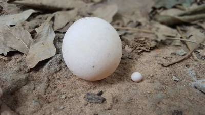 Археологи из Китая нашли яйцо с эмбрионом черепахи возрастом 85 млн лет