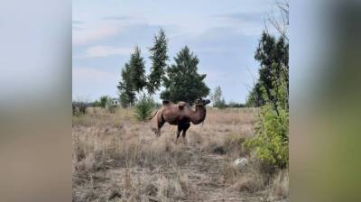 В поле под Воронежем заметили одинокого верблюда