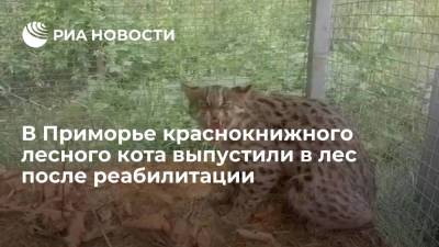 Краснокнижного дальневосточного лесного кота выпустили в лес в Приморье после реабилитации