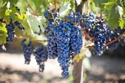В винограде найдены соединения, эффективные против рака легких