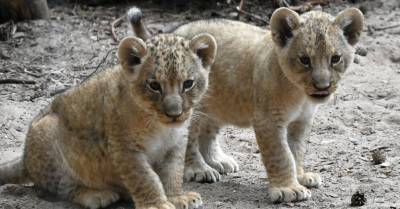 Дети могут дать имена львятам: Рижский зоопарк объявил конкурс