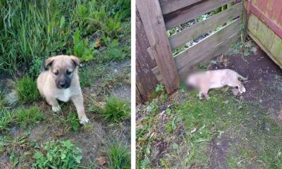 В карельском поселке нашли выпотрошенного щенка: полгода назад там убили еще одну собаку