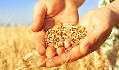 Новое "оружие" России – экспорт зерна: зачем Блумберг опускает данные по урожаю
