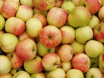 Как правильно есть яблоки и кому лучше отказаться от них, объяснила диетолог