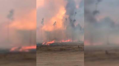 В Воронежской области вспыхнул третий за день крупный ландшафтный пожар