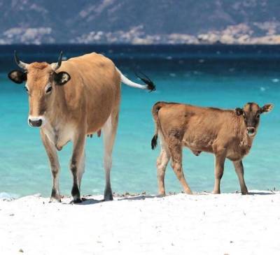 На Корсике коровы-мародеры выгоняют туристов с пляжей