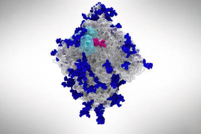 У коронавируса обнаружили механизм взлома клеток человека