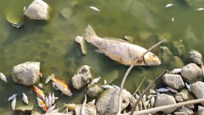 Тысячи мертвых рыб и опасные болезни: на севере Израиля закрыт популярный водоем