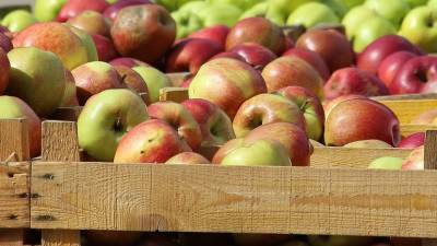 Россельхознадзор снял временные ограничения на ввоз свежих яблок из Белоруссии