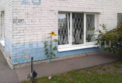 Тяга к жизни: подсолнух пробился сквозь асфальт в Красносельском районе Петербурга