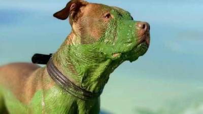 Рыжий пес искупался в Днепре и вылез полностью зеленым