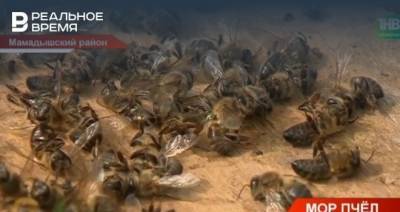 В Мамадышском районе РТ зафиксировали мор пчел — видео