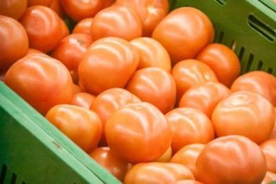 Почему помидоры в теплице выросли несладкие: как это исправить