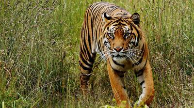 В Индонезии вылечили краснокнижных тигров
