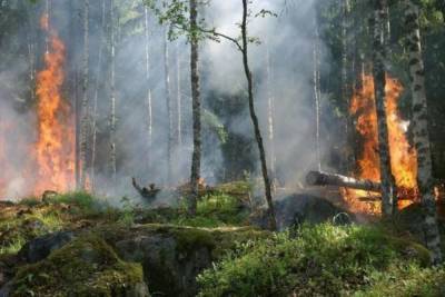 В России за сутки почти на 90 тысяч га возросла площадь лесных пожаров