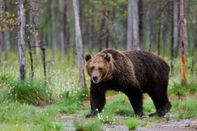 Медведь-людоед годами орудовал на Арадане и нападал там на туристов в Красноярском крае