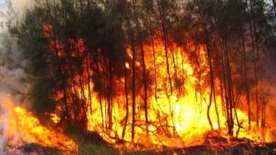 В Италии четверо взрослых и ребенок пострадали в результате лесных пожаров
