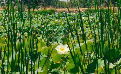 В Ташкентской области появилось лотосовое озеро. Его создали фермеры из Китая, проживающие в Узбекистане уже больше 20 лет