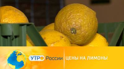 Утро России. Цены на лимоны