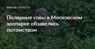 Полярные совы в Московском зоопарке обзавелись потомством