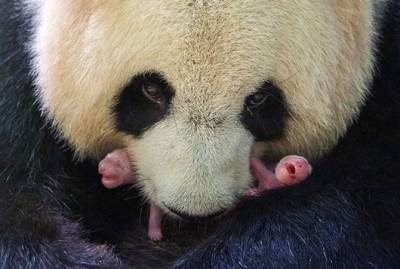 Гигантская панда в зоопарке Франции родила близнецов