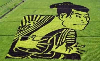 В Японии в честь Олимпиады из побегов риса создали огромную картину (ФОТО)