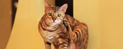 Ученый-ветеринар обнаружил 95% генетического сходства человека и кошки