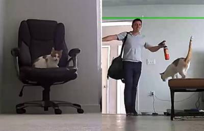 Посмотрите, как кот встречает хозяина с работы. Видео умилило пользователей Сети