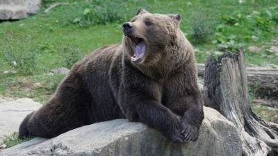 На Урале медведи поселились у горнолыжного курорта