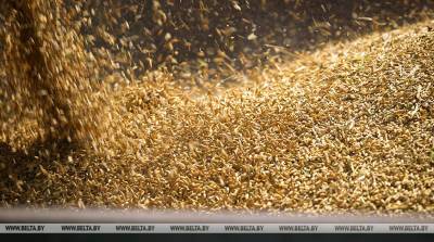 В Беларуси намолочено более 3,3 млн т зерна нового урожая