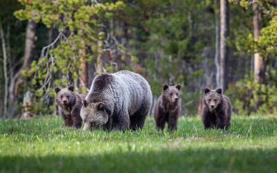 «Медведь представляет человека как еду». Власти Ямала предупреждают о нашествии хищников
