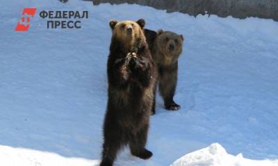 Экологи ожидают, что сибирские медведи будут выходить к людям все чаще
