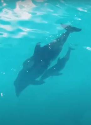В Одесском дельфинарии бэби-бум: родился уже 5-й малыш за лето (видео)