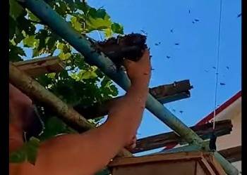 Пасечник разобрал улей с дикими пчелами голыми руками