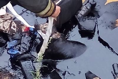 В Тверской области граждане несколько часов вытаскивали из битумной ямы беременную собаку