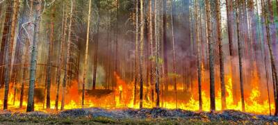Сегодня в Карелии горит 9823 гектара леса