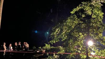 Непогода забрала жизни людей во Львове: дерево упало на молодую пару