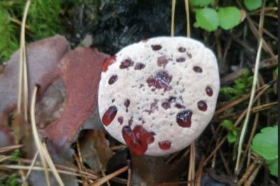 В новосибирских лесах обнаружили необычный гриб с «кровавыми слезами»