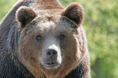 Медведь набросился на жительницу Кузбасса