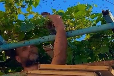В Анапе мужчина голыми руками разобрал улей с 7 тысячами пчёл