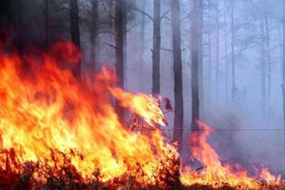В лесах Марий Эл до 6 августа сохранится высокая пожароопаность