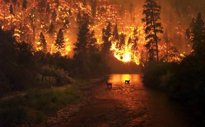 За 11 лет Россия потеряла 7% своей территории в пожарах. И эти леса можно было спасти