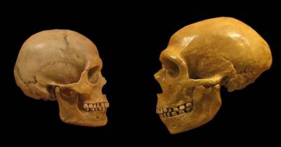 Неандертальцы имели такие же группы крови, как и Homo sapiens, - ученые