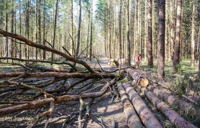 В лесах Тверской области арендаторы участков нарушали правила пожарной безопасности