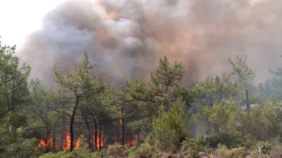 Восемь погибших и признание в поджогах: главное о лесных пожарах в Турции