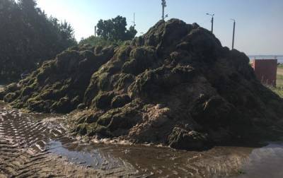 Пляжи Бердянска завалило тоннами водорослей