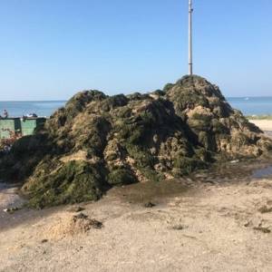 На бердянские пляжи прибило тонны водорослей. Фото. Видео