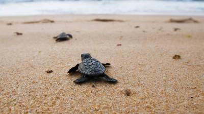 Черепахи оказались в эволюционной «ловушке» из-за пластика