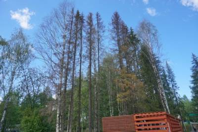 В двух парках Сыктывкара вырубят 58 деревьев